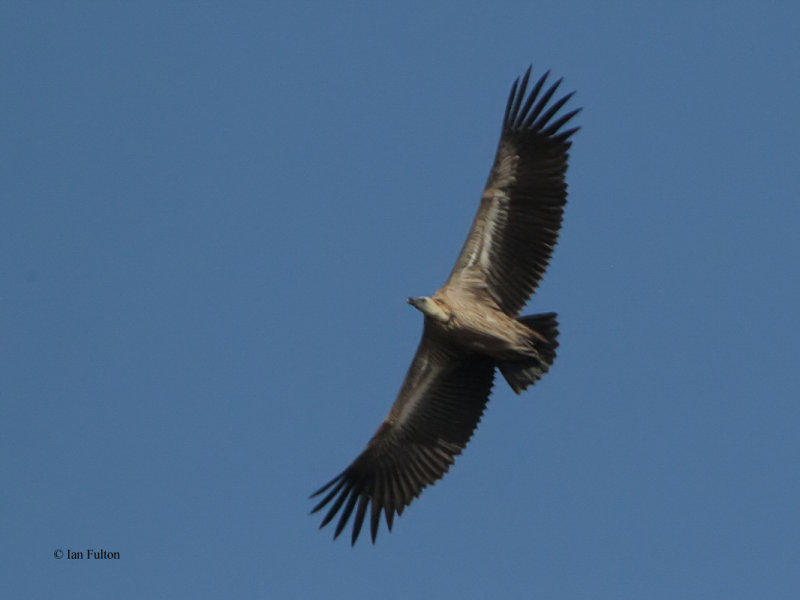 White-backed Vulture, Kruger NP, South Africa