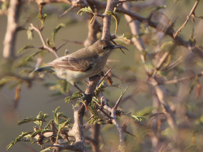 White-bellied Sunbird, Lower Sabie Camp-Kruger NP, South Africa
