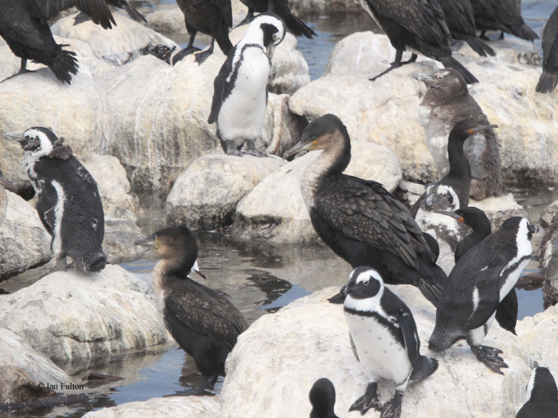 White-breasted Cormorant, Stoney Point, South Africa