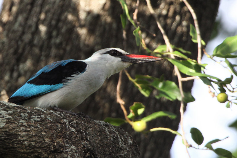 Woodland Kingfisher, Kruger NP, South Africa