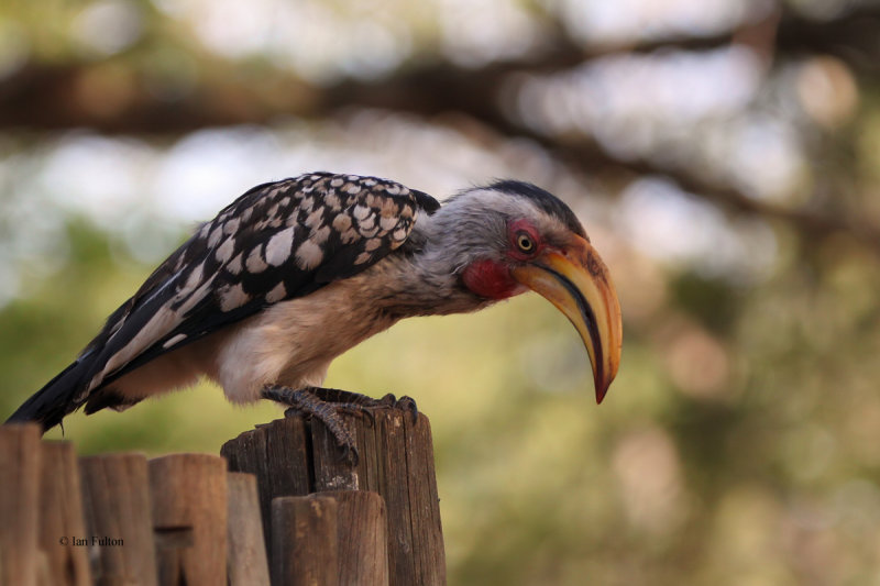 Yellow-billed Hornbill, Kruger NP, SOuth Africa