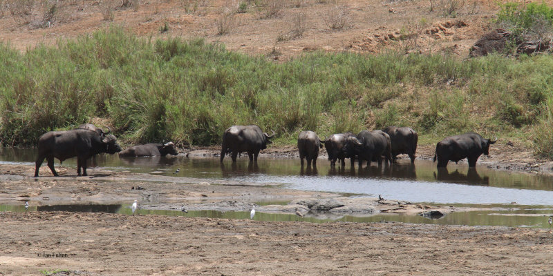 African Buffalo, Kruger NP, South Africa