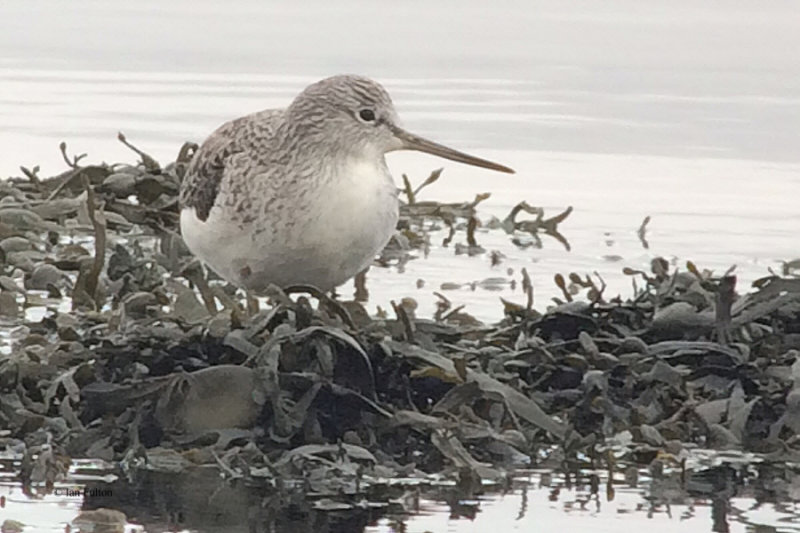 Greenshank, Parklea-Port Glasgow, Clyde