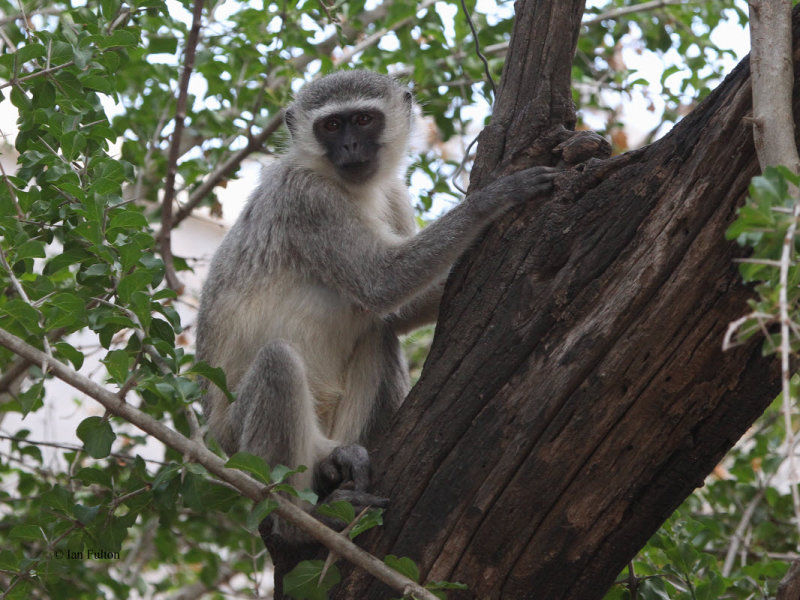 Vervet Monkey, Kruger NP, South Africa