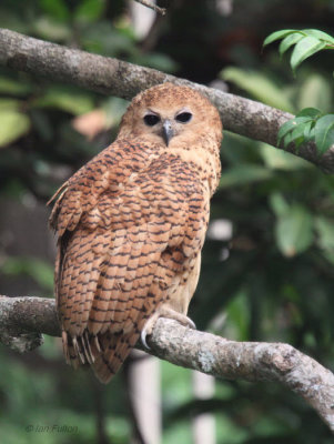 Pel's Fishing Owl, Mpivie River-Loango NP, Gabon