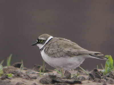 Little Ringed Plover, Clyde area