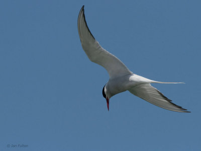 Arctic Tern, Scolpaig Bay, North Uist
