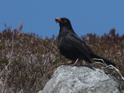 Blackbird, Loch Aineort, South Uist