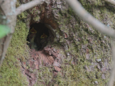 Blue Tit, Loch Lomond NNR, Clyde