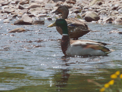 Mallard, Burn of Mar-Loch Lomond NNR, Clyde