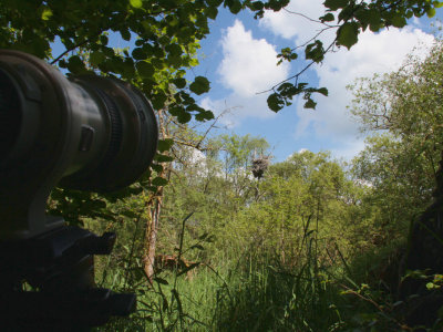 Camera view of the nest, Loch Lomond NNR