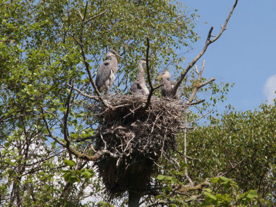 Grey Heron Family, Loch Lomond NNR