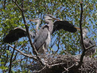 Grey Heron Family, Loch Lomond NNR