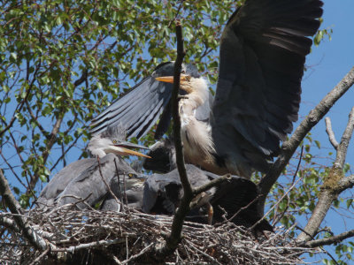 Grey Heron Family, Loch Lomond NNR