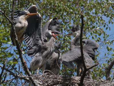 Grey Heron Family, Loch Lomond NNR