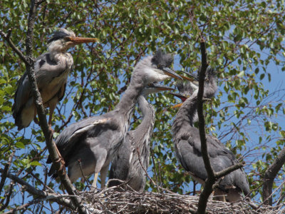 Grey Heron Family, Loch Lomond NNR