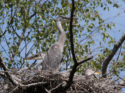 Grey Heron Family, Loch Lomond NNR
