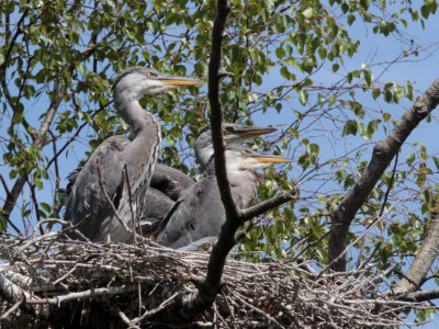 Grey Heron Family, Loch Lomond NNR