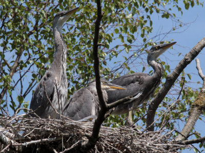Grey Heron Family, Loch Lomond NNR