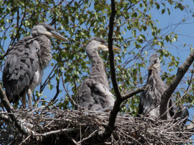 Grey Heron Family, Loch Lomond NNR