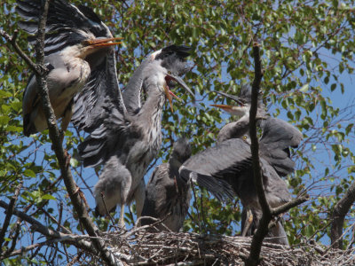 Grey Heron Family, Loch Lomond NNR