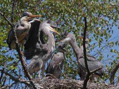 Grey Heron Family, Loch Lomond NNR