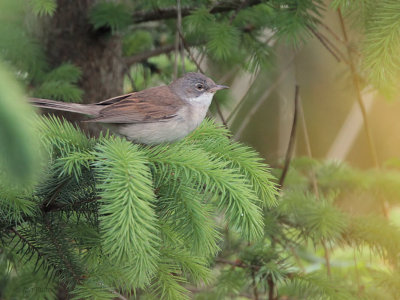 Common Whitethroat, Low Mains-Loch Lomond NNR, Clyde