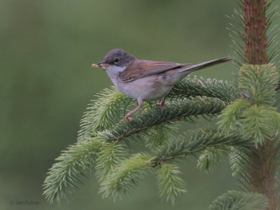 Common Whitethroat, Low Mains-Loch Lomond NNR, Clyde