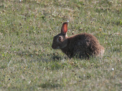 Rabbit, Solas, North Uist