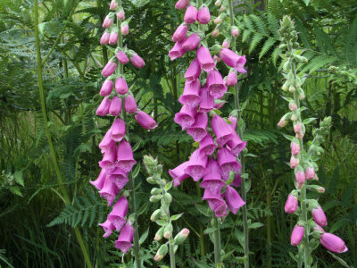 Foxglove, Finnich Glen