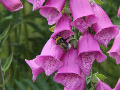 Foxglove  and Bumblebee, Finnich Glen
