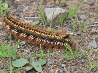 Caterpillar sp, Finnich Glen
