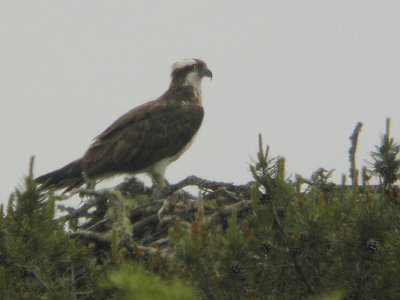 Osprey, Loch Lomond NNR, Clyde