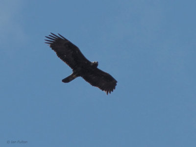 Golden Eagle, Benbecula