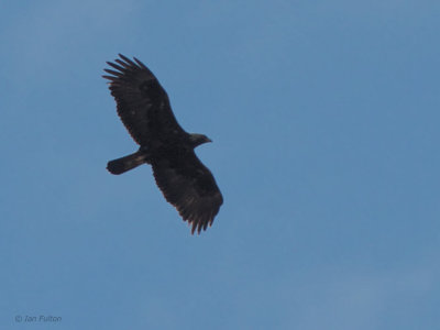 Golden Eagle, Benbecula