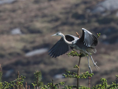 Grey Heron, Loch Aineort, South Uist