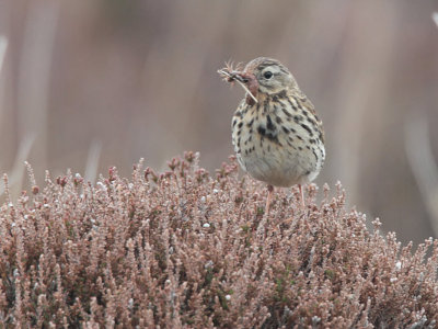 Meadow Pipit, Ruabhal, Benbecula