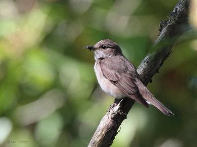 Spotted Flycatcher, Drymen, Clyde