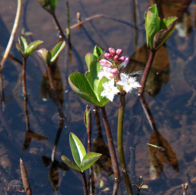 Water flower sp, Scolpaig, North Uist