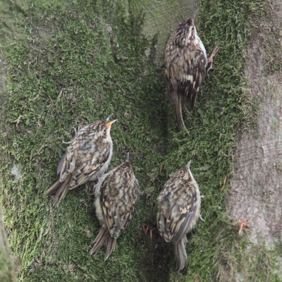 Treecreeper, Burn of Mar-Loch Lomond NNR, Clyde