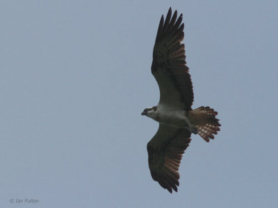 Osprey, Loch Lomond NNR, Clyde