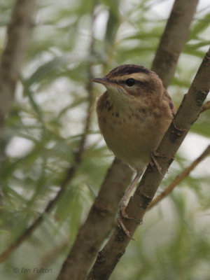 Sedge Warbler, Aber Bog-RSPB Loch Lomond, Clyde