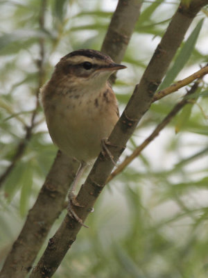 Sedge Warbler, Aber Bog-RSPB Loch Lomond, Clyde