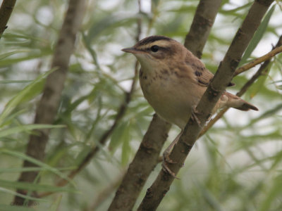 Sedge Warbler, Aber Bog-RSPB Loch Lomond, Clyde