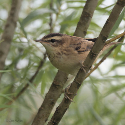 Sedge Warbler, Aber Bog-RSPB Loch Lomond, Clyde