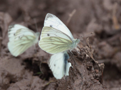 Green-veined White Butterfly, Aber Bog-RSPB Loch Lomond