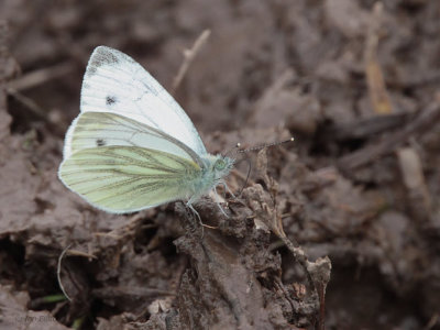 Green-veined White Butterfly, Aber Bog-RSPB Loch Lomond
