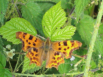 Comma Butterfly, Laughton en le Morthen, S Yorkshire