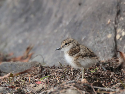 Common Sandpiper, Ross Wood-Loch Lomond, Clyde