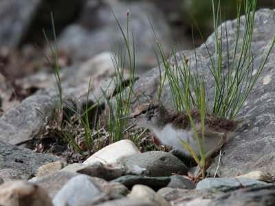 Common Sandpiper, Ross Wood-Loch Lomond, Clyde